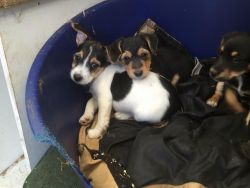 Adorable Jack Russell Puppies