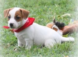 Frisky Jack Russell Terrier puppies