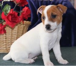 Healthy Jack Russell Pups