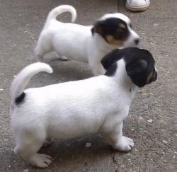 Quality Jack Russell Puppies