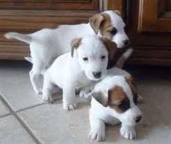 jack russell puppies now available