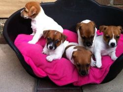 Handsome Small Jack Russell For sale