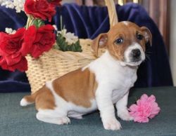 Awesome Jack Russel Puppies Available For Sale