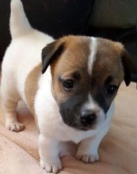 NKC Jack Russell Puppies