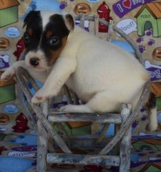 Adorable Jack Russle Puppies For Sale