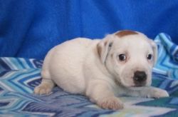 Gorgeous Jack Russel For Sale