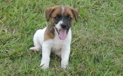 Awesome Jack Russell Terrier Puppies For Sale