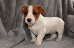 Jack Russell puppy for sale
