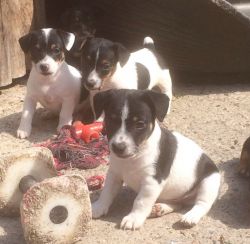 ADORABLE Parsons Jack Russell Terrier Puppies