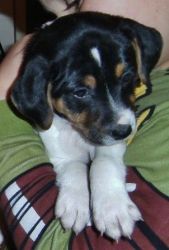 Tri-coloured, Short Legged, Jack Russell Pups