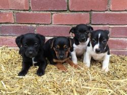Patterdale X Jack Russell Pups