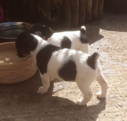 Parson Jack Russell Terrier Puppies