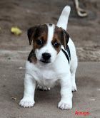 Jack Russell Terrier (xxx) xxx-xxx8