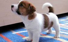 ♥♥♥Free Awesome Charming Female and Male Jack Russell Terrier Pu.ppies