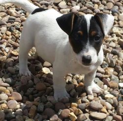 Black And White Jack Russell Puppies