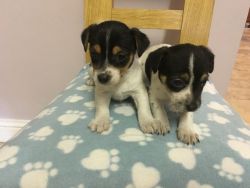 Proper Jack Russell Puppies