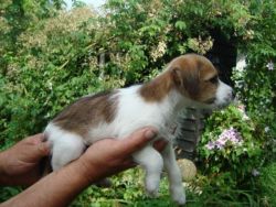2 JACK RUSSELL PUPPIES READY NOW