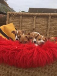 Very well marked small tricoloured Jack Russell Puppies