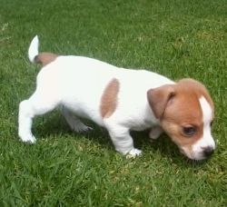 M/F Adorable Jack Russell Puppies