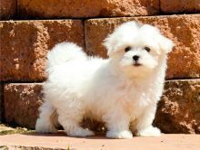 Adorable Maltese puppies available for good homes