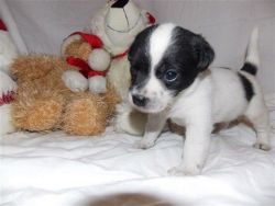 Only One Kc Reg Jack Russell Male Puppy Left