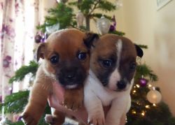 2 Genuine Miniature Jack Russell Bitches For Sale