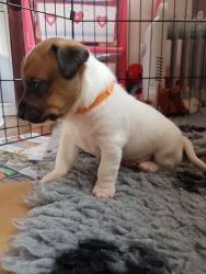 Beautiful Chunky Littler Of Jack Russell Babies