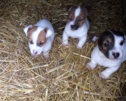 Cute Jack Russell Puppies For Sale
