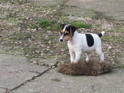 Good Quality Jack Russell puppies for sale