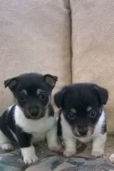 Sort Leg Jack Russell Puppy's For Sale