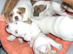 Adorable Jack Russel Puppies