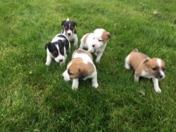 Stunning Miniture Jack Russell Pups for sale