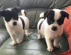 Male and female Jack Russel puppies