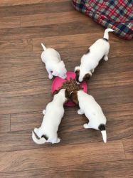 Jack Russell Puppies Ready For Their Forever Home.