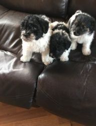 Jackapoo Puppys ready for sale