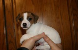 Playful Jack Russel puppies