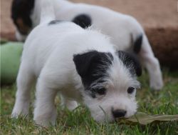 Jack Russell puppies, short legged type. Mom and dad family pets with