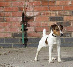 Good Quality Jack Russell Dog Puppy