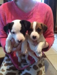 Lovely Jack Russell Terrier Puppies for Adoption