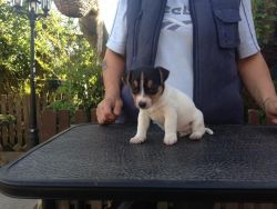 Jack Russell Terrior Cross Pup