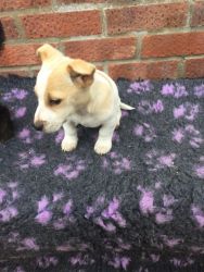 2 Boy Jack Russell Puppies