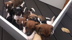 9 Beautiful Jack Russell Puppies For Sale