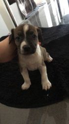 9 Beautiful Jack Russell Puppies For Sale