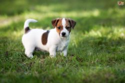 Pure-breed Jack Russell Terrier