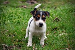 Adorable Jack Russel Puppies For Sale