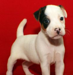 Top Trained CKC JACK RUSSELL TERRIER Puppies