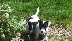 Jack Russell Terrier Puppy For Sale