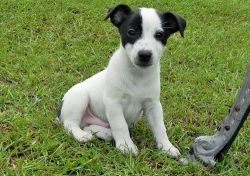 Beautiful Jack Russel Puppies. Text (xxx) xxx-xxx2
