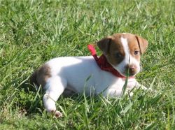 Lovely Jack Russell Terrier Puppies for Sale