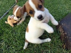 Jack Russell Terrier Pups for Re-Homing